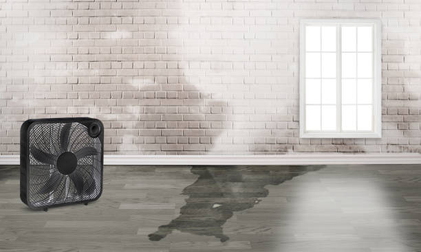 Best Water damage restoration near me  in Highwood, IL